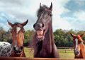 funny animal videos